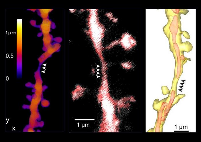New Findings on Information Processing in the Brain