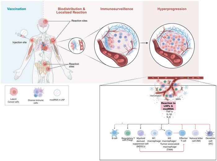 COVID vaccination and post-infection cancer signals: Evaluating patterns and potential biological mechanisms