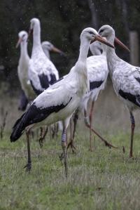 White Stork