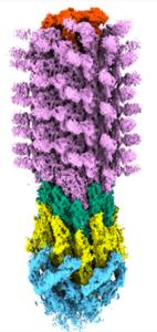 Molecular structure of the bacterial flagellum – a new target in the war against antimicrobial resistance