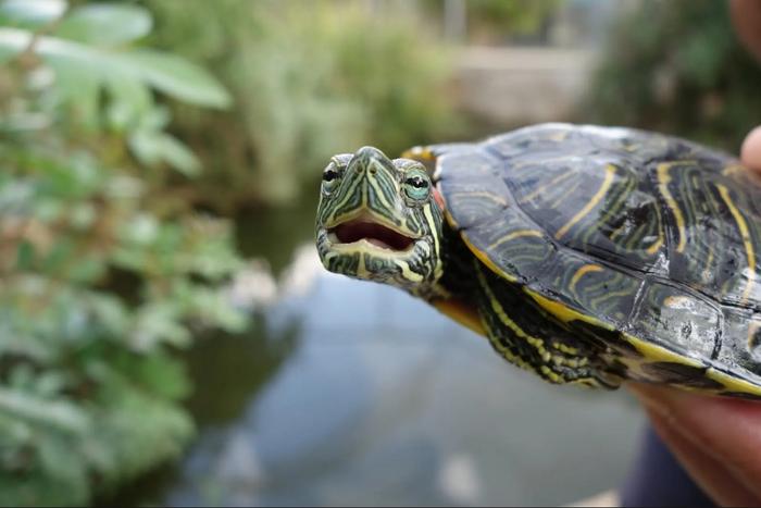 Red-eared slider - pond turtle