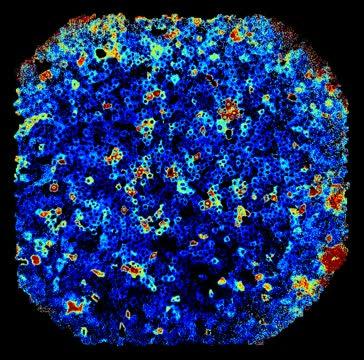 Cells Signal Over Time