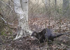 SERC Otter