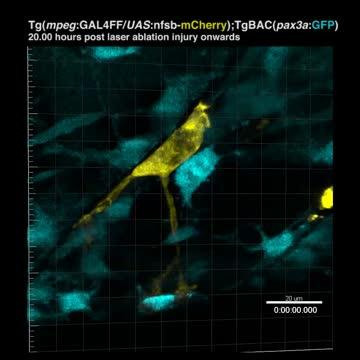 Stem Cell (blue) being hugged by macrophage (yellow)