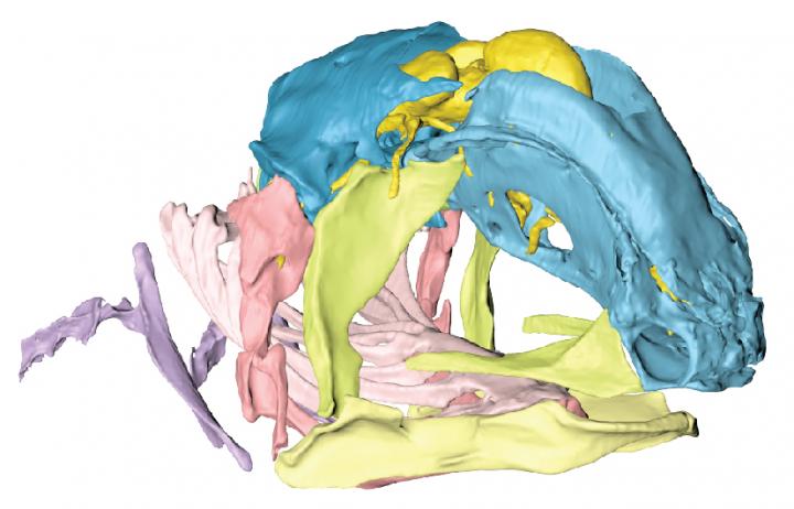 Overall Anterolateral View
