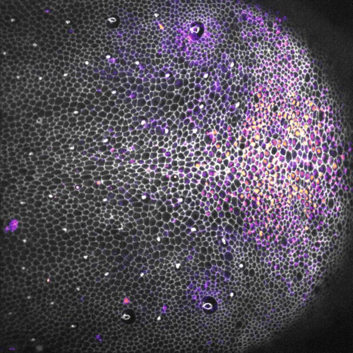 Drosophila pupa epithelium