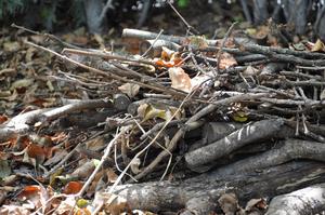 How plants rot