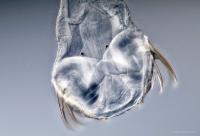 the Head of the Arrow Worm