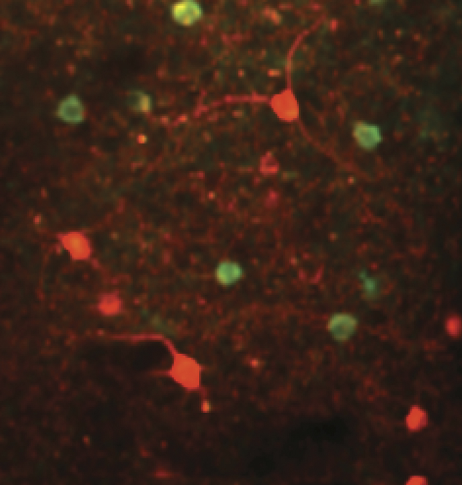 Two-color cortex