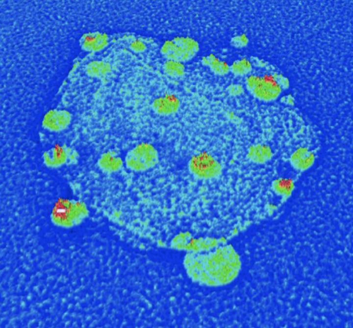 Nanodiamond/Silver Hybrid Particles -- 2