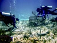 Coral Surveys