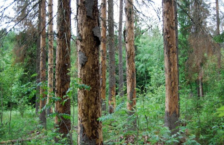 Norway Spruce