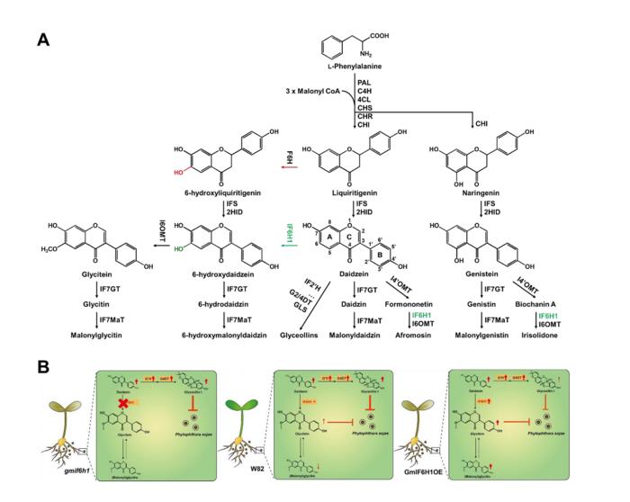Mechanistic analysis of GmIF6H1