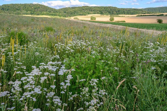 A permanent strip or area of flowers in agricultural land in Germany