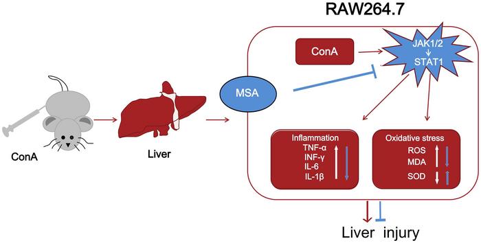 Protective Effect of Mesaconate on Autoimmune Hepatitis via Suppression of Inflammatory Response and Oxidative Stress