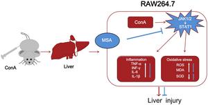 Protective Effect of Mesaconate on Autoimmune Hepatitis via Suppression of Inflammatory Response and Oxidative Stress