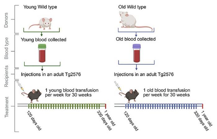 Schematic representation of the blood infusion regime