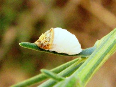 <i>Rhizopulvinaria artemisiae</i> (Signoret)