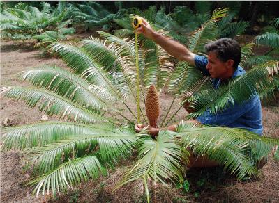 Cycad Cone Sized Up