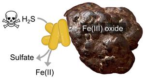 Fig. 2: Scheme of MISO bacteria on an iron(III) oxide mineral particle.