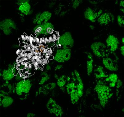 Fat Cells & hCES1