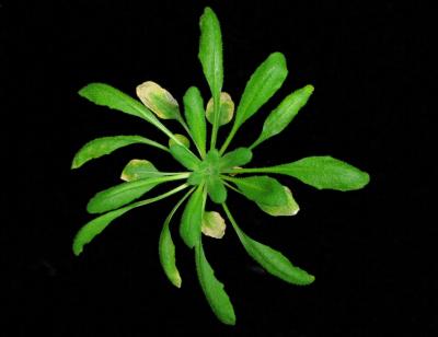 <i>Arabidopsis</i> with Naturally Hyperactive Variant of the ACD6 Gene