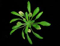 <i>Arabidopsis</i> with Naturally Hyperactive Variant of the ACD6 Gene