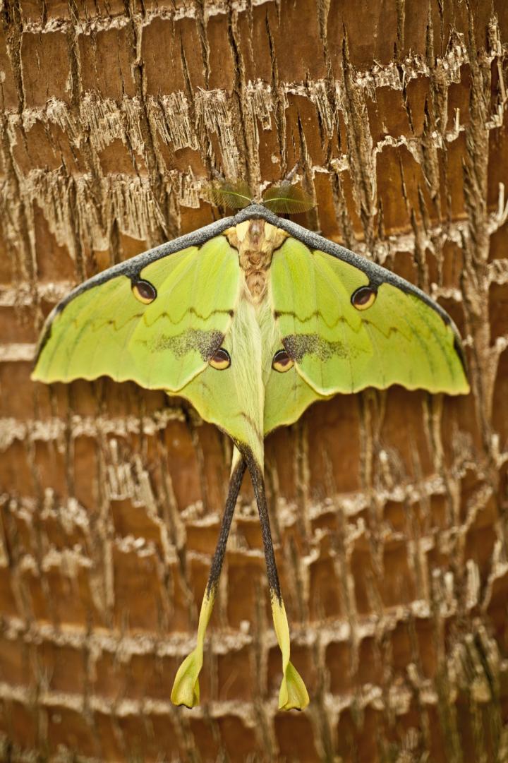Bats Can't Take Credit for All Moth Defenses