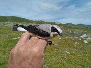 Northern Wheatear Oenanthe oenanthe equipped with a miniature multiple sensor (light, pressure, bird activity)  logger on its back.