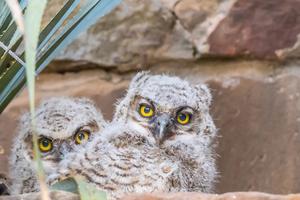 Owl chicks