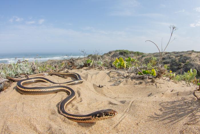 Snake photo 4