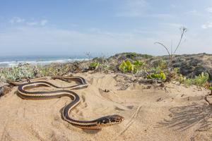 Snake photo 4
