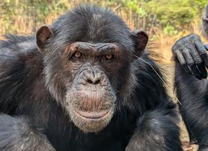 Chimpanzee performing the ‘grass-in-ear’ behaviour
