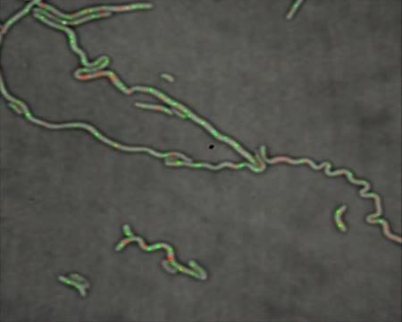 Replication Checkpoint Identified in Cholera Bacteria