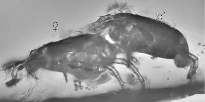 Side View of Mating Mite