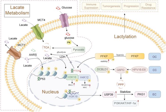 Role of lactate metabolism and lactylation in gynecological malignancies