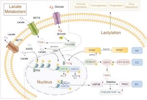Role of lactate metabolism and lactylation in gynecological malignancies