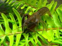 <i>Gramastacus lacus</i> (2 of 2)