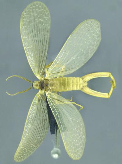 <i>Merope tuber</i>