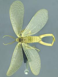 <i>Merope tuber</i>