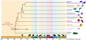 Molecular clock timeline
