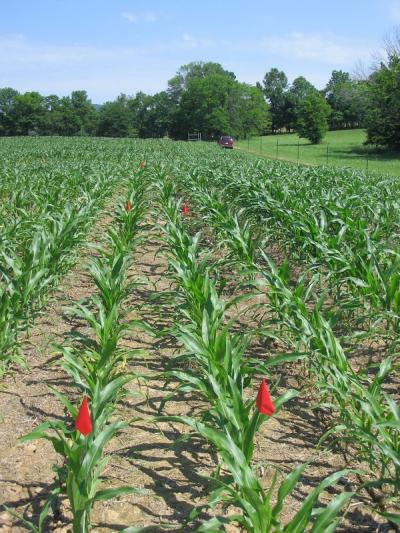 Corn