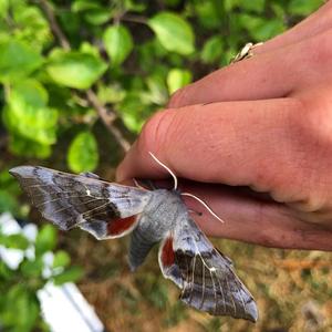 Poplar Hawkmoth