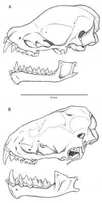 Skull Comparison
