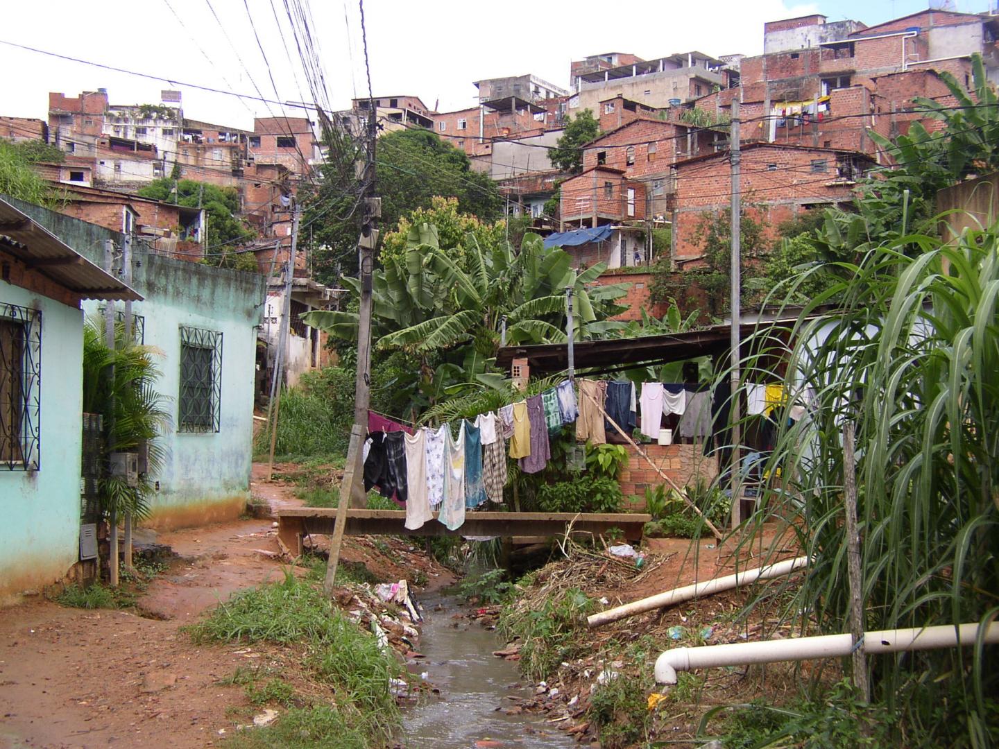 Pau da Lima
