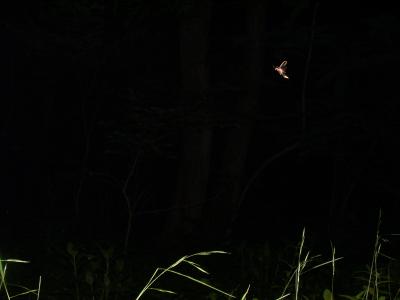 <I>Photinus carolinus</I> Firefly in Flight