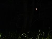 <I>Photinus carolinus</I> Firefly in Flight