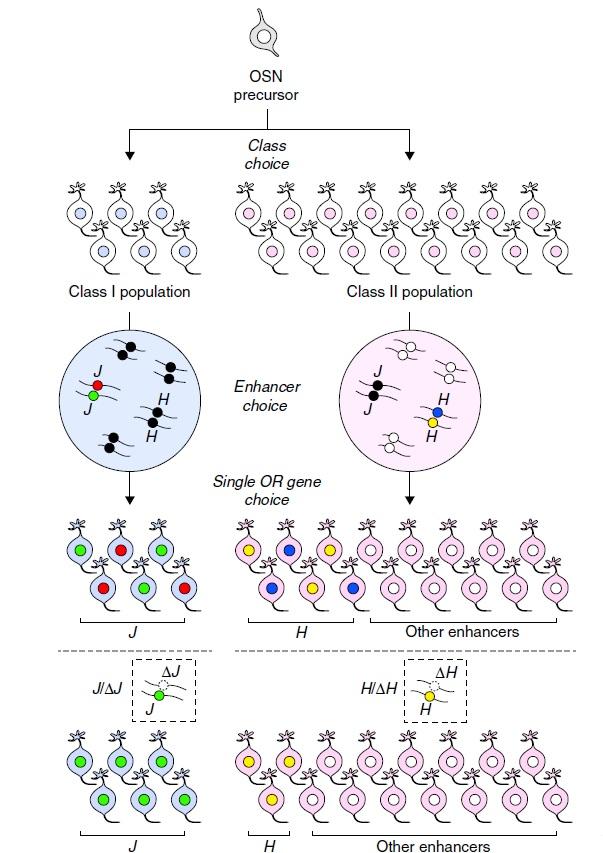 Mechanism by Which J Element Determines Expression of Olfactory Receptor Genes