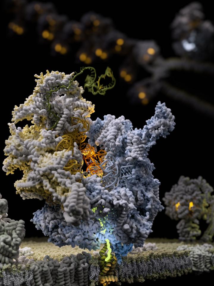 Translation of the maternal genome