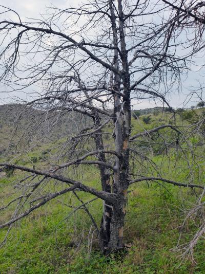 Dead Alligator Juniper